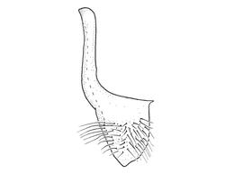   Anthidium illustre  male, diagram showing ventral view of seventh sternum (S7), diagram from Gonzalez and Griswold 2013 

